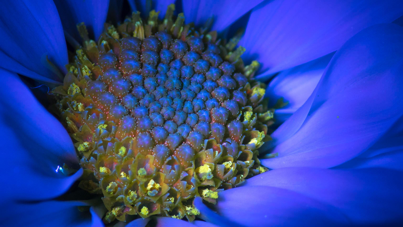 Un Aster exhibe fluorescencia inducida por UV, que es similar a la luz que analizará OCO-3.